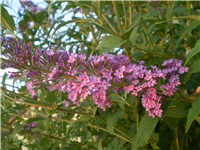 80e035e8-Picture 6236.jpg